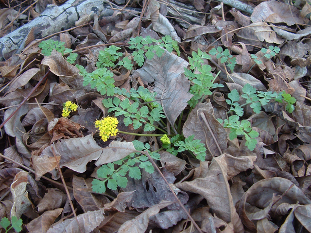 Tauschia texana (Texas umbrellawort) #20780