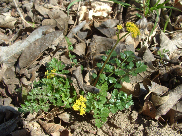 Tauschia texana (Texas umbrellawort) #20781