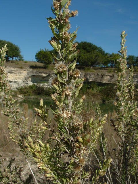 Brickellia dentata (Leafy brickellbush) #20795