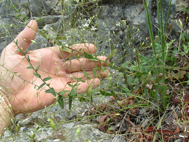 Chaetopappa effusa (Spreading leastdaisy) #20803