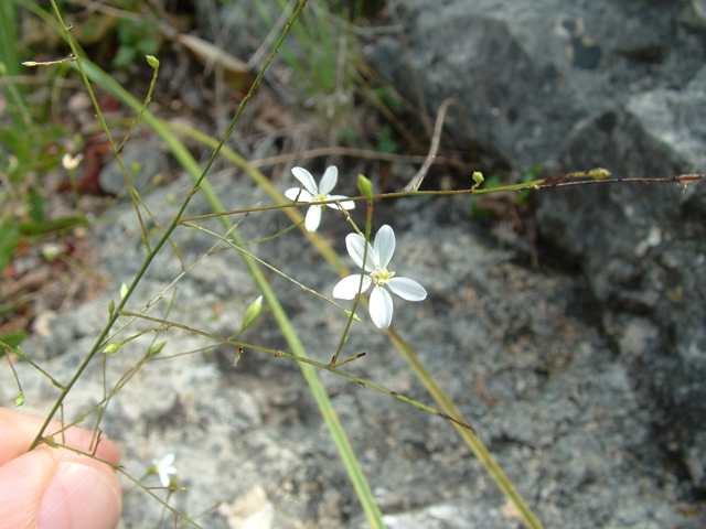 Chaetopappa effusa (Spreading leastdaisy) #20804