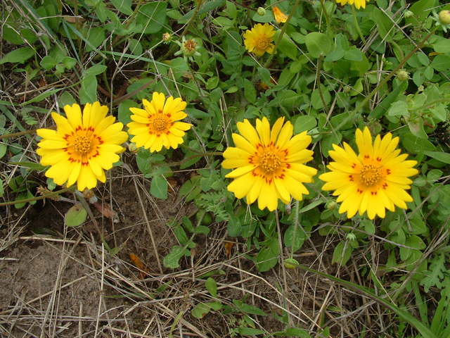 Coreopsis nuecensoides (Rio grande tickseed) #20806