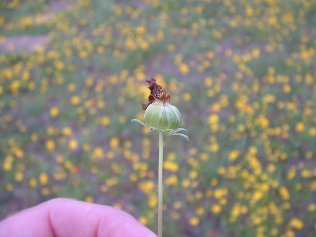 Coreopsis nuecensoides (Rio grande tickseed) #20807