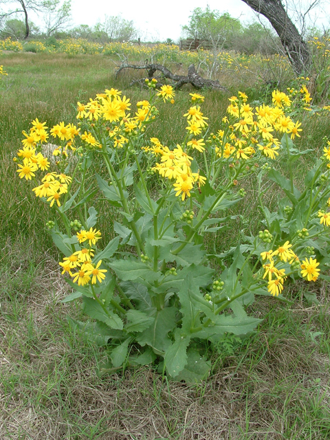 Senecio ampullaceus (Texas ragwort) #20829