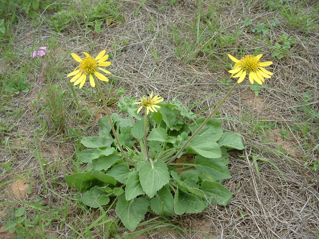 Tetragonotheca repanda (Showy nerveray) #20830