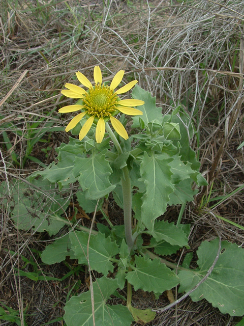 Tetragonotheca repanda (Showy nerveray) #20831