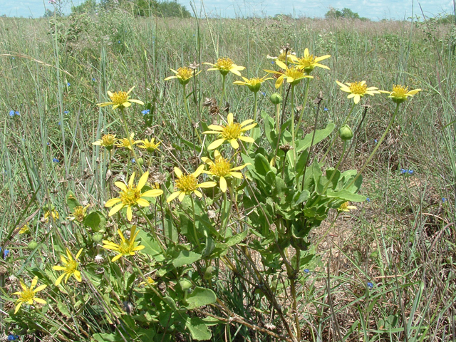 Tetragonotheca repanda (Showy nerveray) #20832