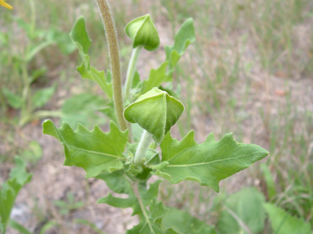 Tetragonotheca repanda (Showy nerveray) #20833