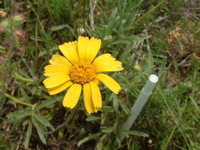 Tetraneuris turneri (Turner's four-nerve daisy) #20834