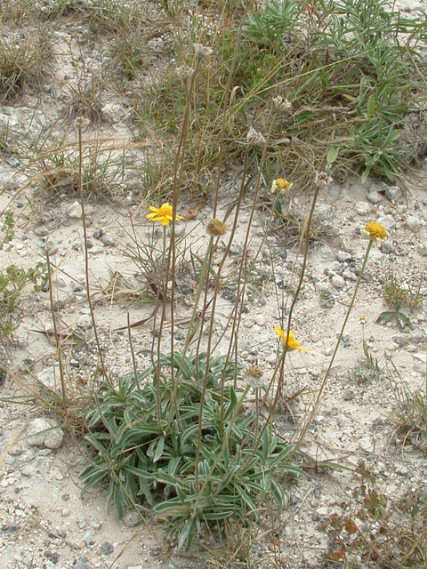 Tetraneuris turneri (Turner's four-nerve daisy) #20835