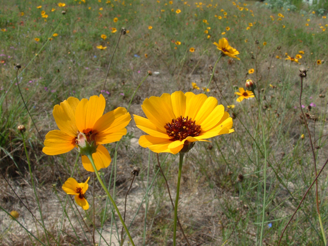 Thelesperma nuecense (Rio grande greenthread) #20838