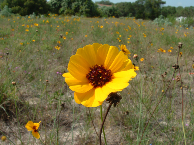 Thelesperma nuecense (Rio grande greenthread) #20839