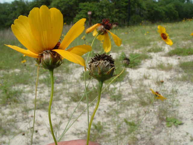 Thelesperma nuecense (Rio grande greenthread) #20840