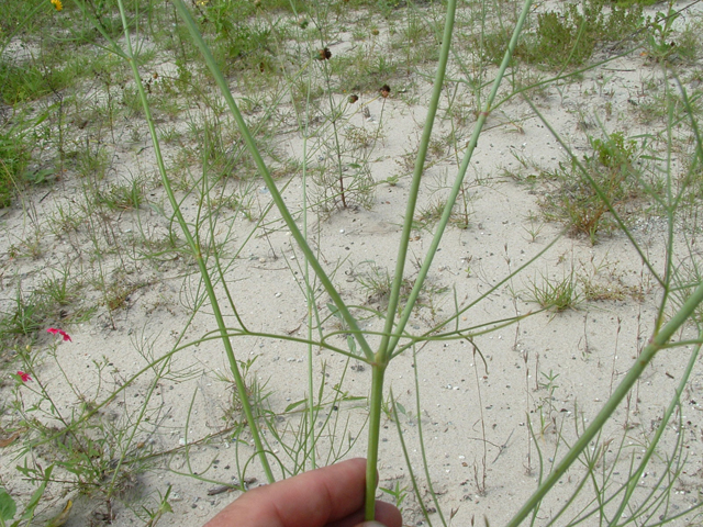 Thelesperma nuecense (Rio grande greenthread) #20841