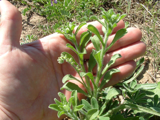 Cryptantha texana (Pick me nots) #20844