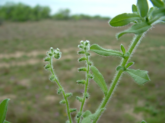 Cryptantha texana (Pick me nots) #20845