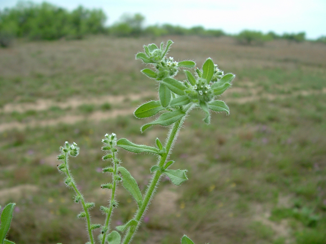 Cryptantha texana (Pick me nots) #20846