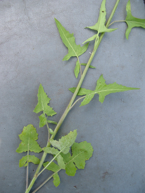 Arabis petiolaris (Brazos rockcress) #20848