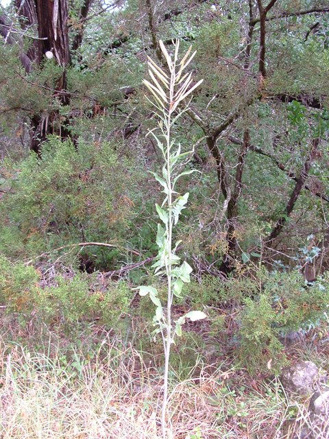 Arabis petiolaris (Brazos rockcress) #20849