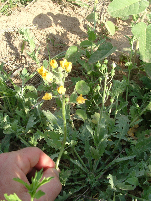 Lesquerella grandiflora (Bigflower bladderpod) #20855