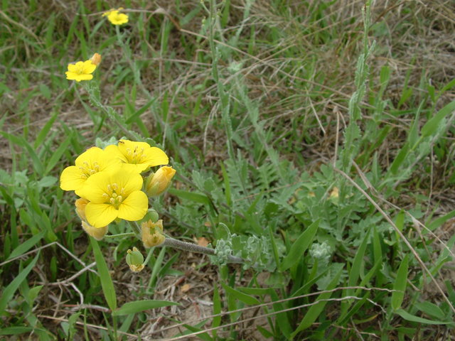 Lesquerella grandiflora (Bigflower bladderpod) #20856