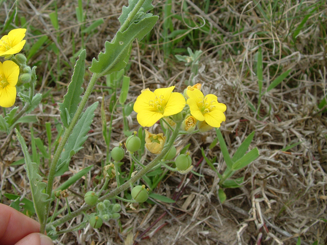 Lesquerella grandiflora (Bigflower bladderpod) #20857