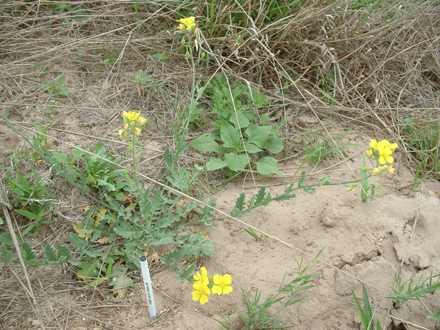 Lesquerella grandiflora (Bigflower bladderpod) #20858