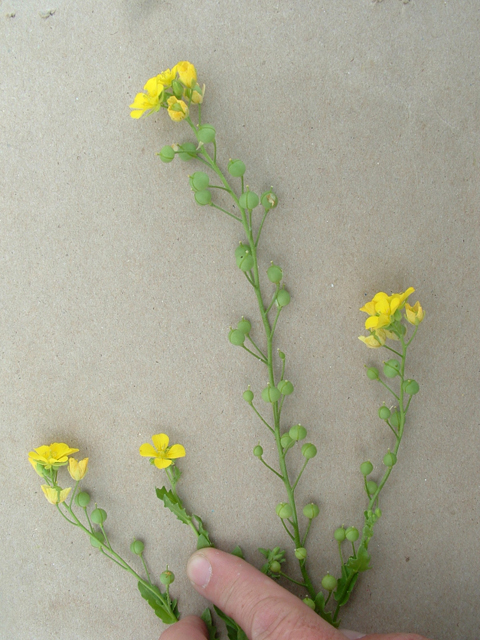 Lesquerella grandiflora (Bigflower bladderpod) #20859