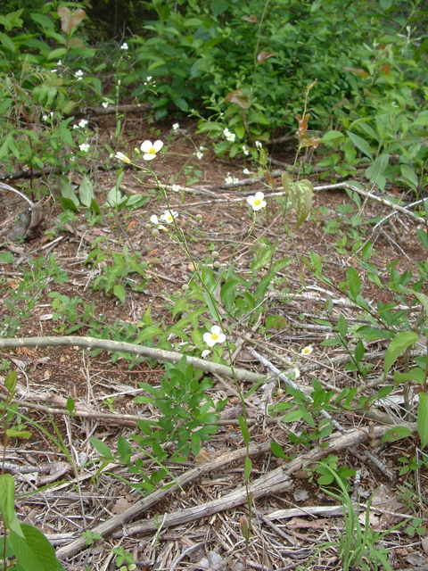 Lesquerella pallida (White bladderpod) #20860