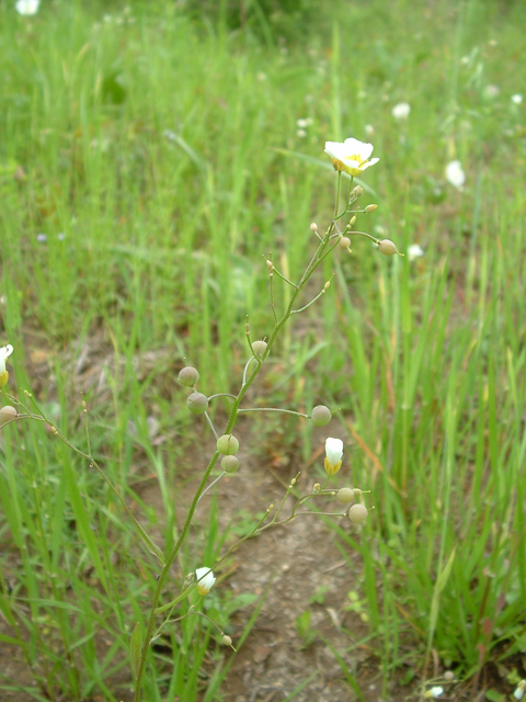 Lesquerella pallida (White bladderpod) #20861