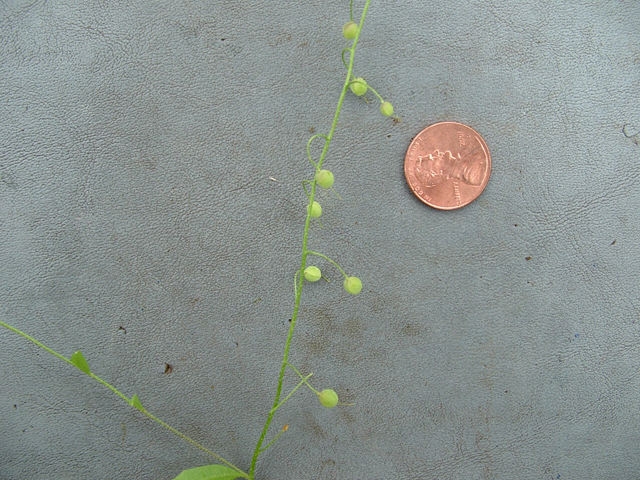 Lesquerella recurvata (Gaslight bladderpod) #20863