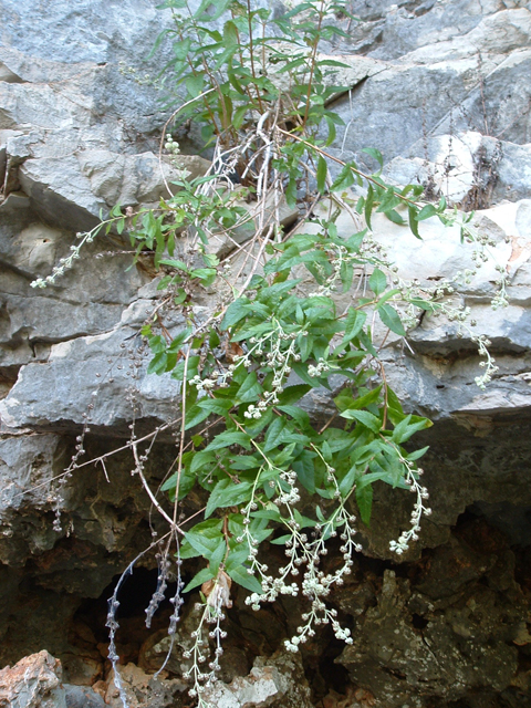 Buddleja racemosa ssp. racemosa (Wand butterflybush) #20868