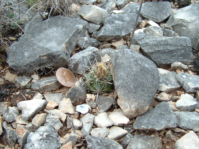 Ancistrocactus tobuschii (Tobusch fishhook cactus) #20869