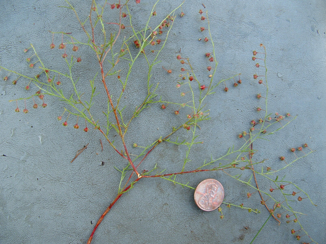 Lechea san-sabeana (San saba pinweed) #20884