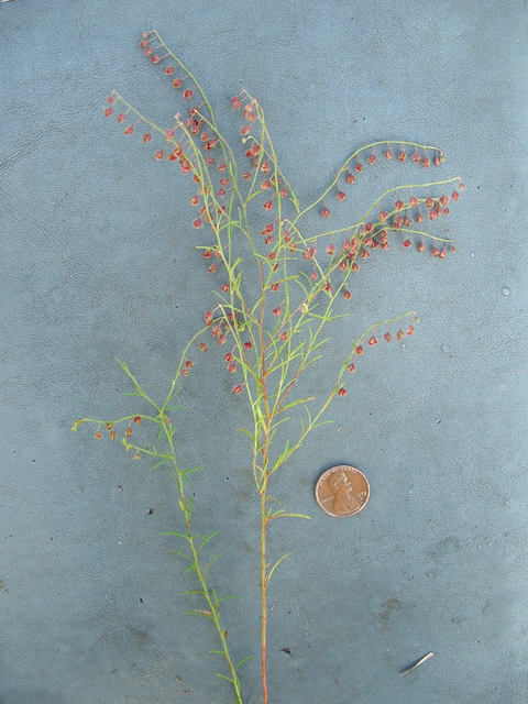 Lechea san-sabeana (San saba pinweed) #20885