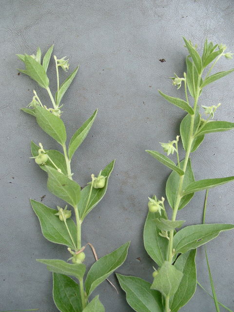 Argythamnia aphoroides (Hill country silverbush) #20897