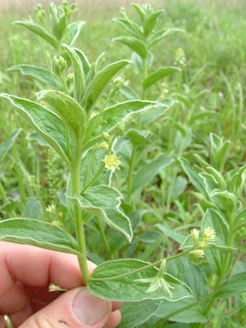 Argythamnia mercurialina var. pilosissima (Tall silverbush) #20900