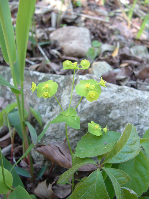 Euphorbia roemeriana (Roemer's spurge) #20910