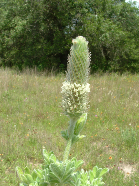 Dalea obovata (Pussyfoot) #20919