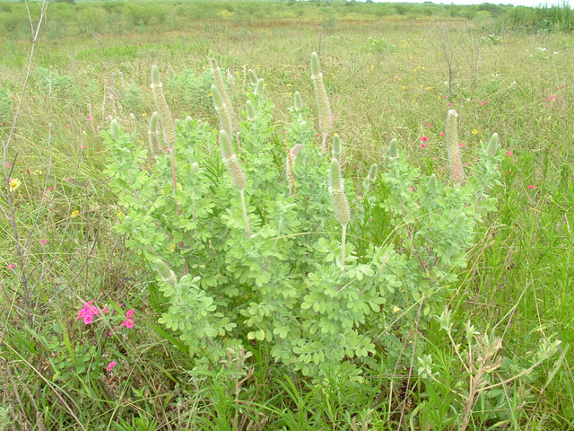 Dalea obovata (Pussyfoot) #20916