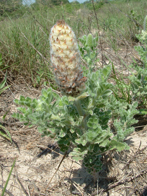 Dalea obovata (Pussyfoot) #20918