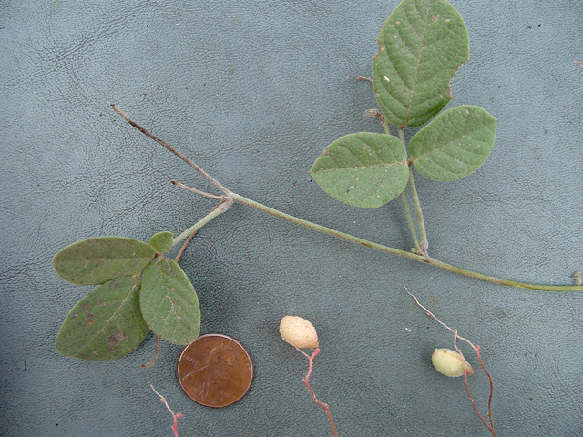 Galactia canescens (Hoary milkpea) #20921