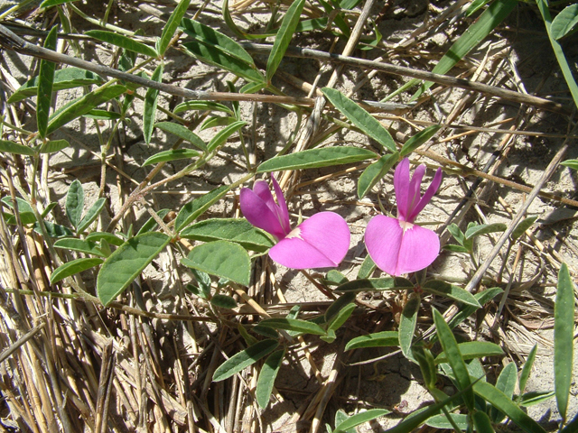 Galactia heterophylla (Gray's milkpea) #20923