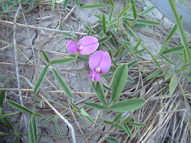 Galactia heterophylla (Gray's milkpea) #20924