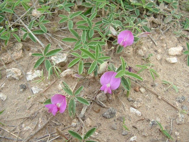 Galactia heterophylla (Gray's milkpea) #20925