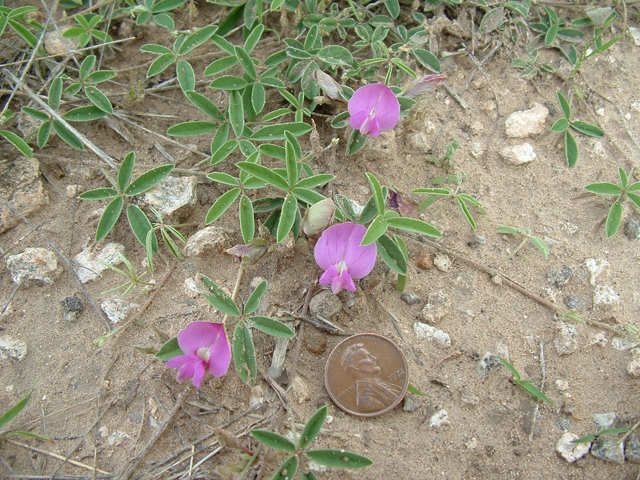 Galactia heterophylla (Gray's milkpea) #20926