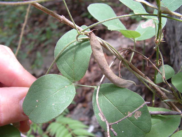 Galactia texana (Texas milkpea) #20927