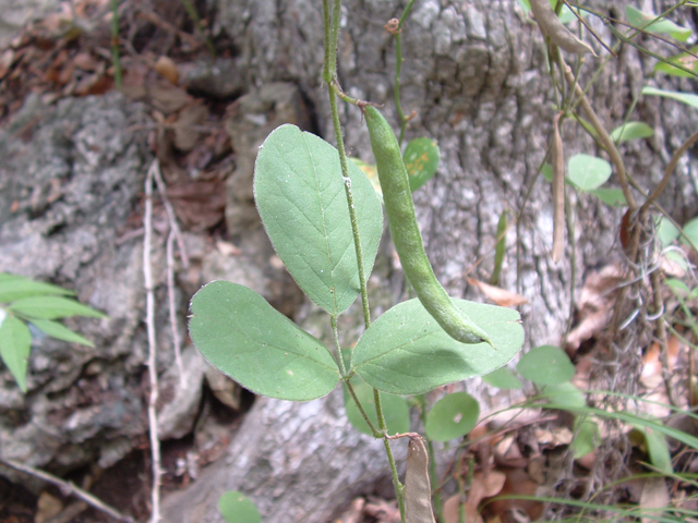 Galactia texana (Texas milkpea) #20928