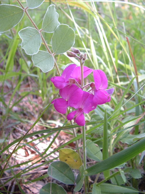 Tephrosia lindheimeri (Lindheimer's hoarypea) #20939