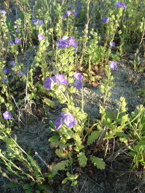 Phacelia patuliflora  var. austrotexana (South texas sand phacelia) #20942